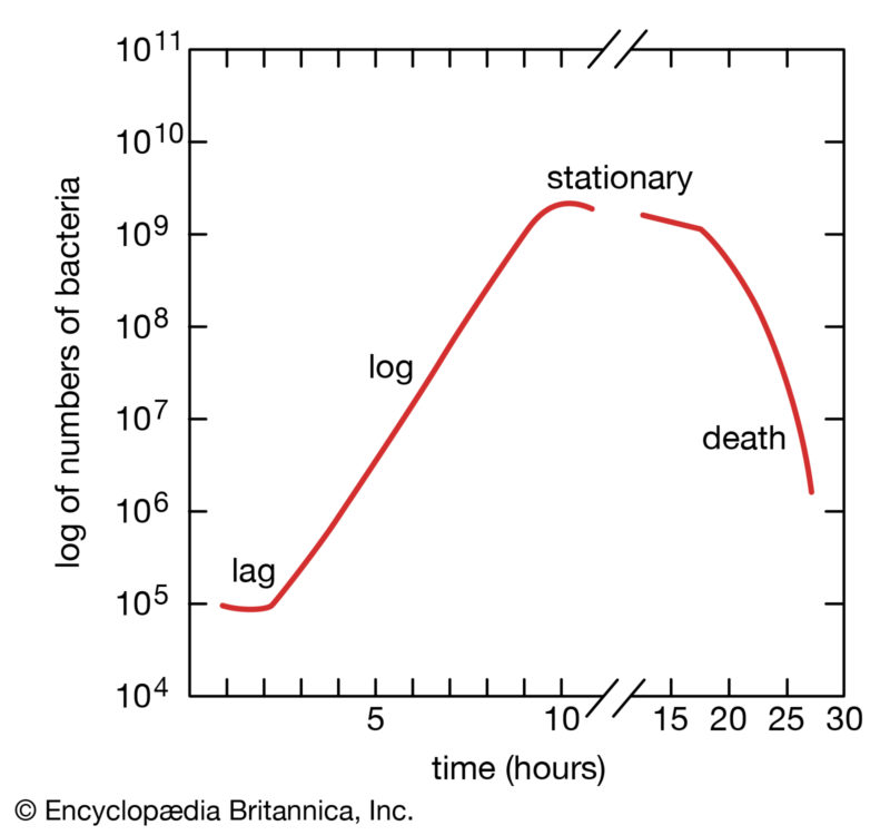growth-curve-colonies-phases